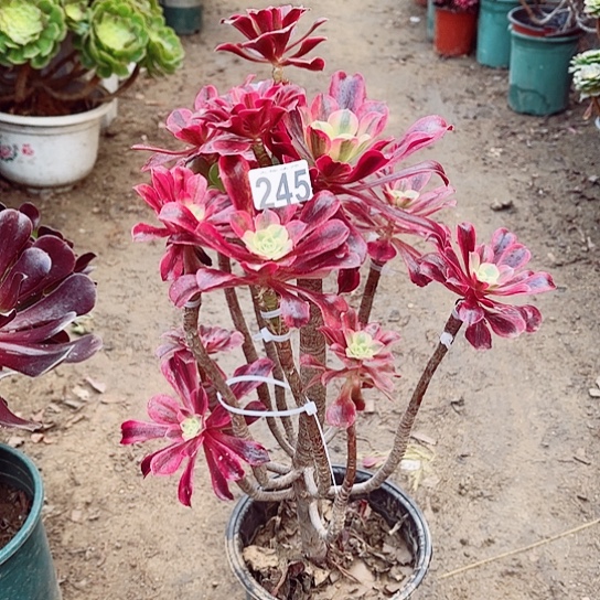 245美杜莎嫁接老桩