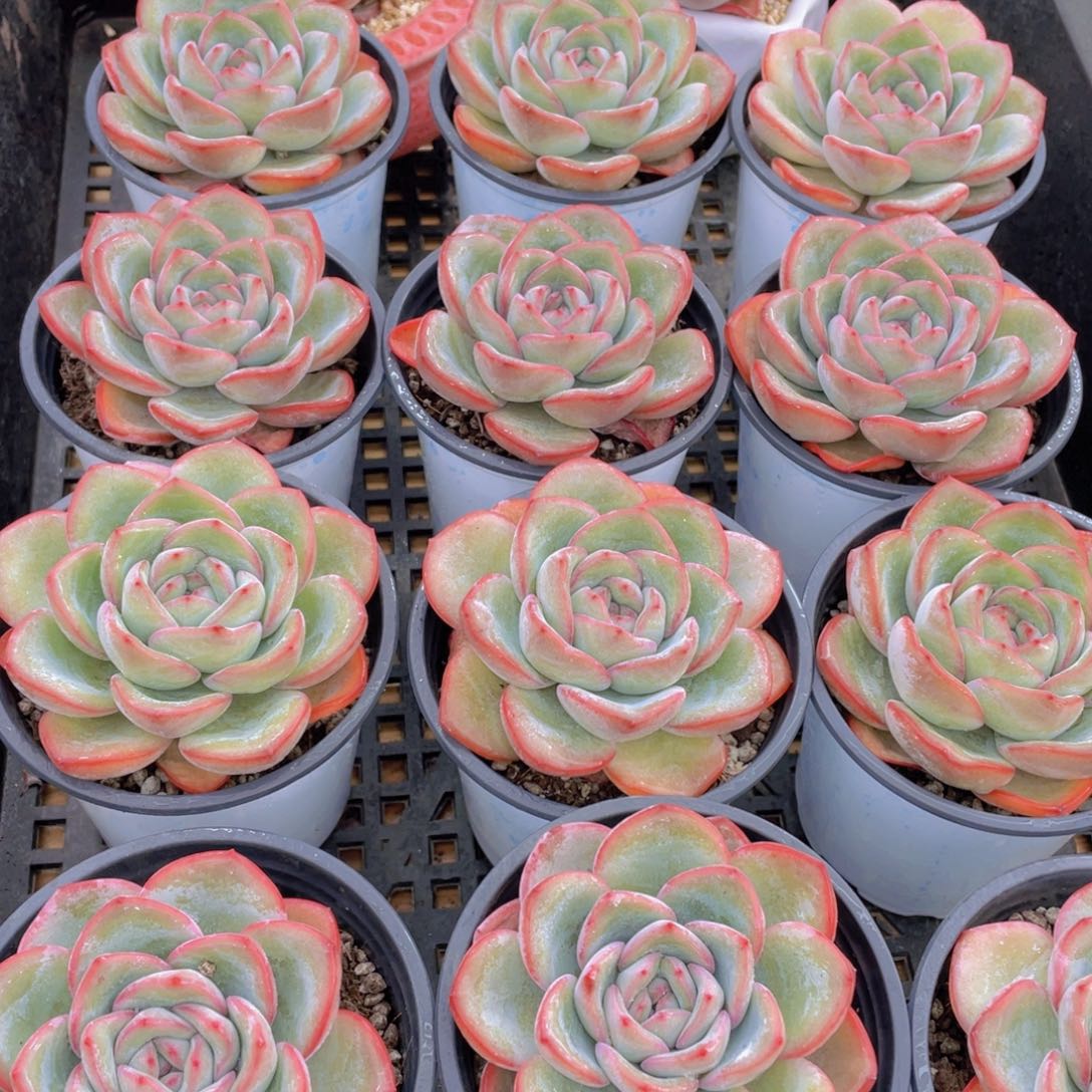 量拍79号 草莓泡芙大单头一个