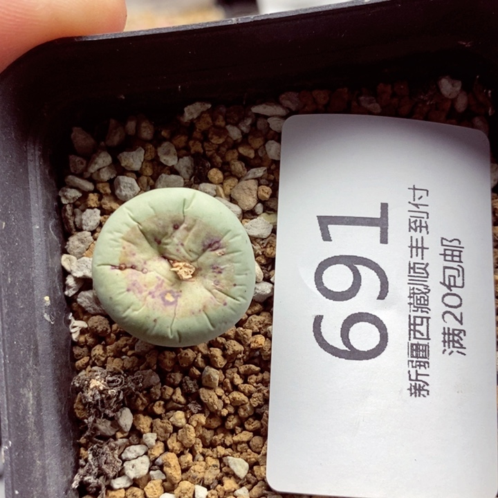 我是一只小小鸟地域鬼691