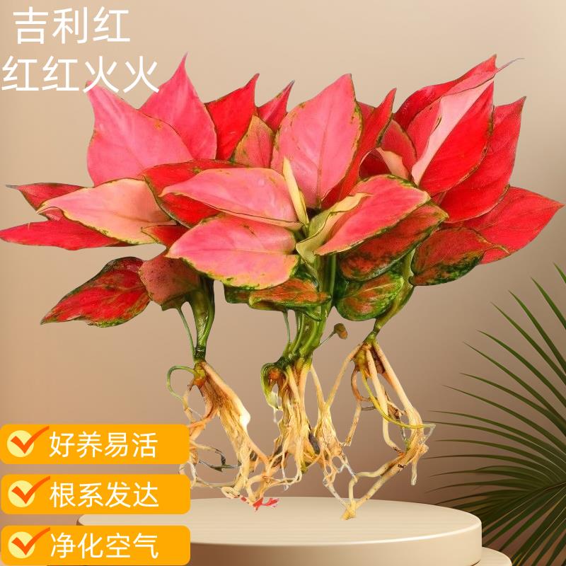 吉利红如意皇后水培吉利盆栽室内净化办公室花卉空气好养桌面客厅