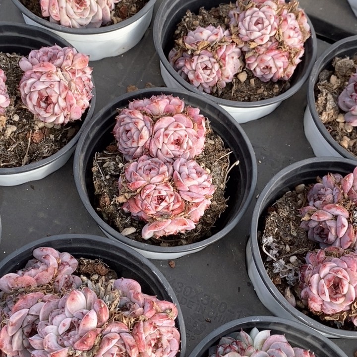 06天鹅绒小群生 福利多多