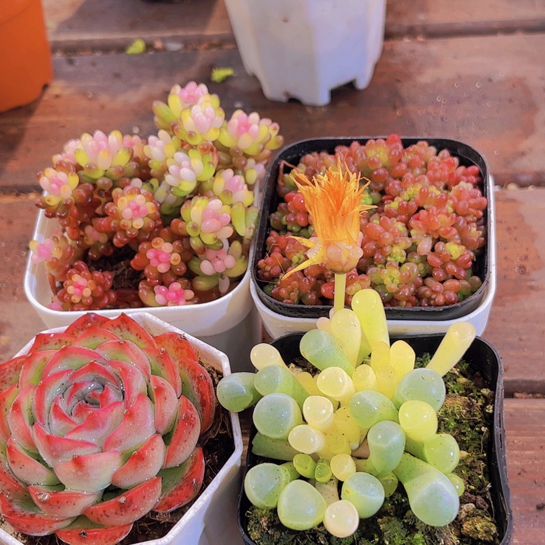 如图4盆带盆土图111111111