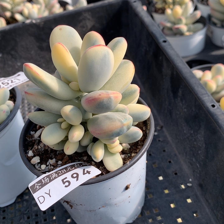 乒乓福娘锦多肉植物