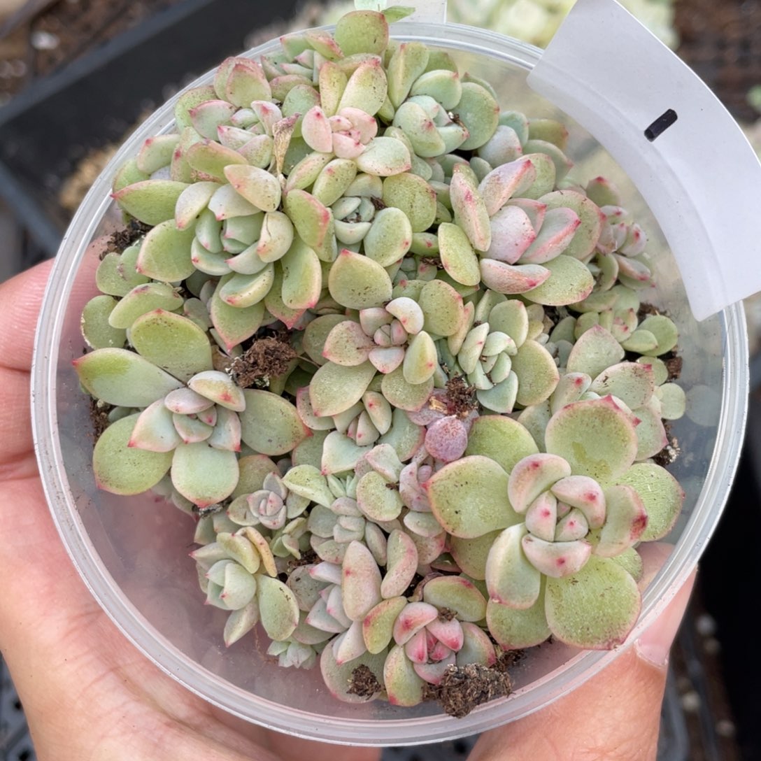 1甘露寺播种切糕苗，特价