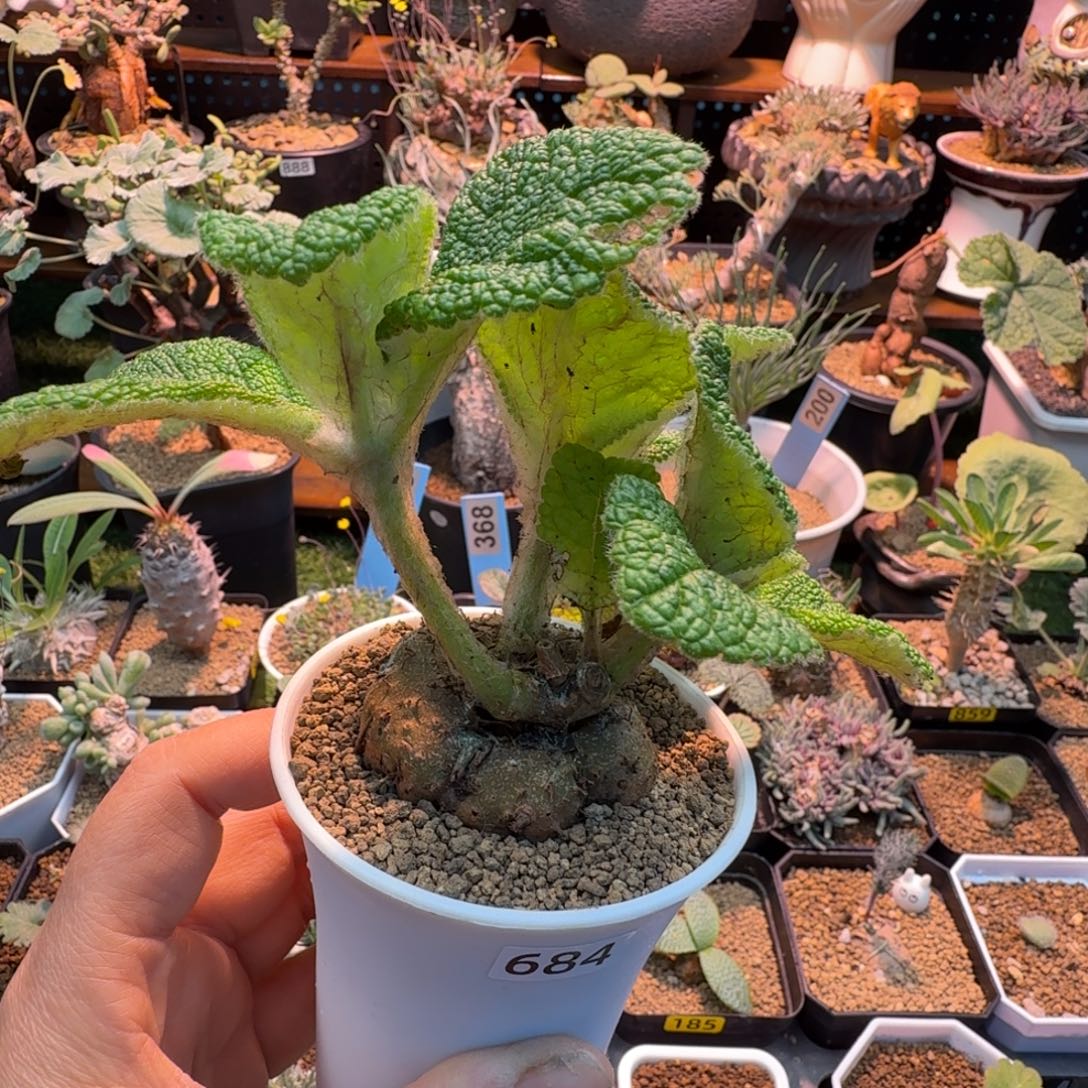 断涯王子684 仙人掌