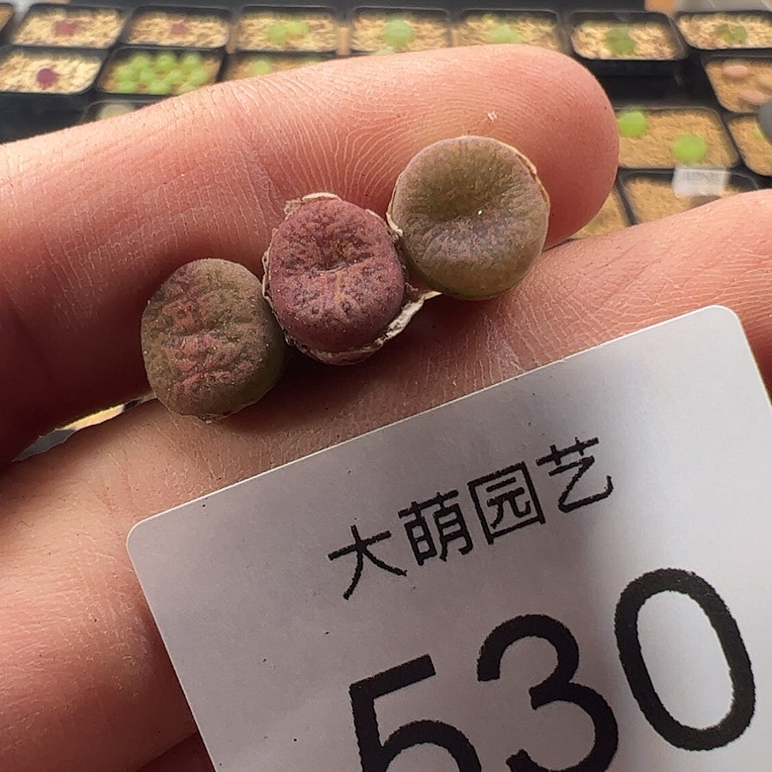 0000530一物一拍朱雀勋章