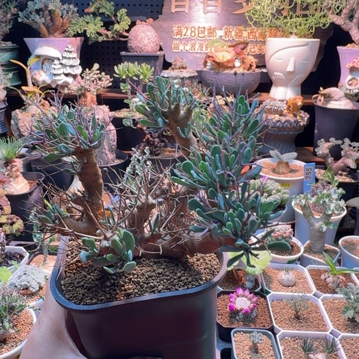 黑鬼殿（脱土发630