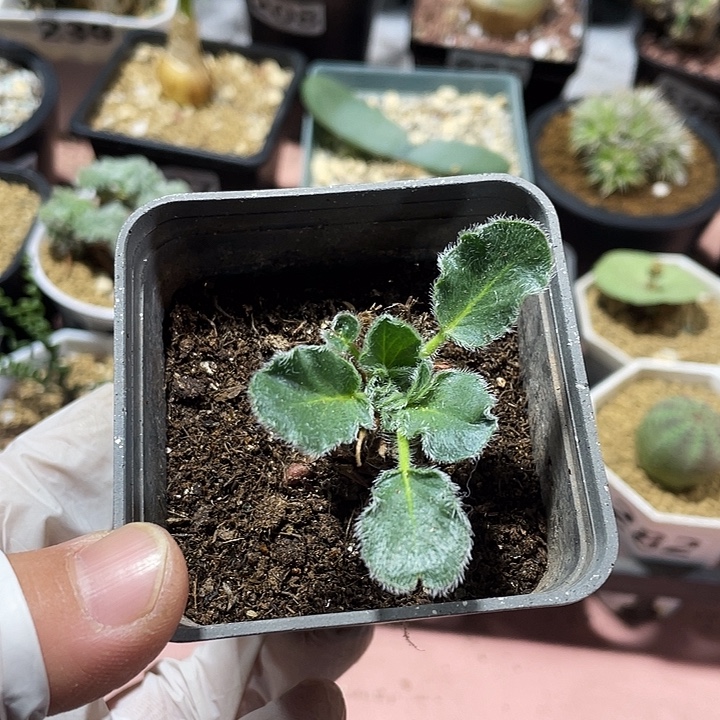 大***图283黑花杨葵块根，