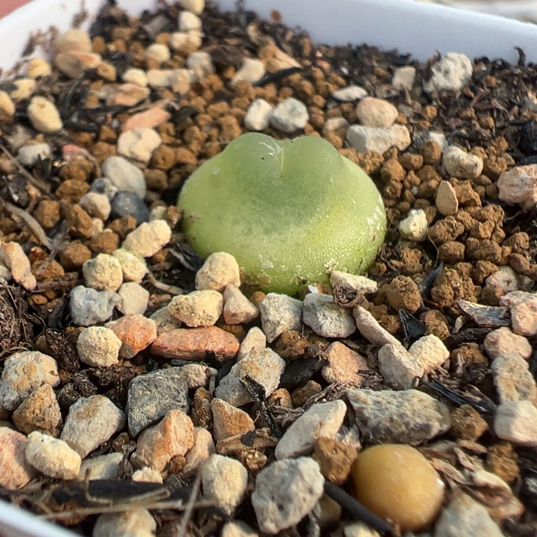 776日系拉登带盆土发货