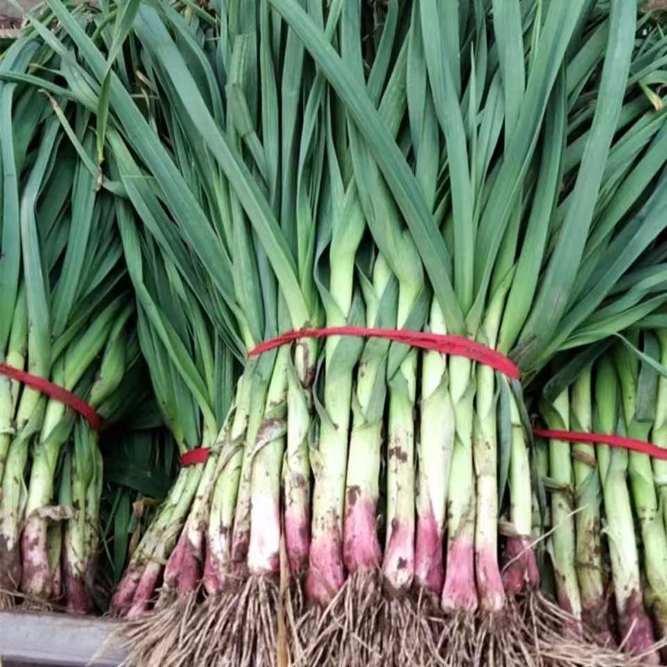 新鲜蒜苗红根蒜苗自家种植新鲜现挖蒜香十足邳州本地蒜苗