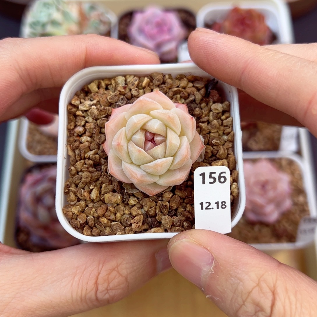 好好看156、哈哈哈哈