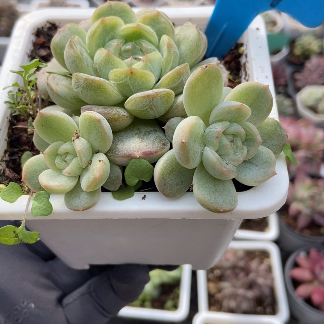 889白色恋人多肉植物