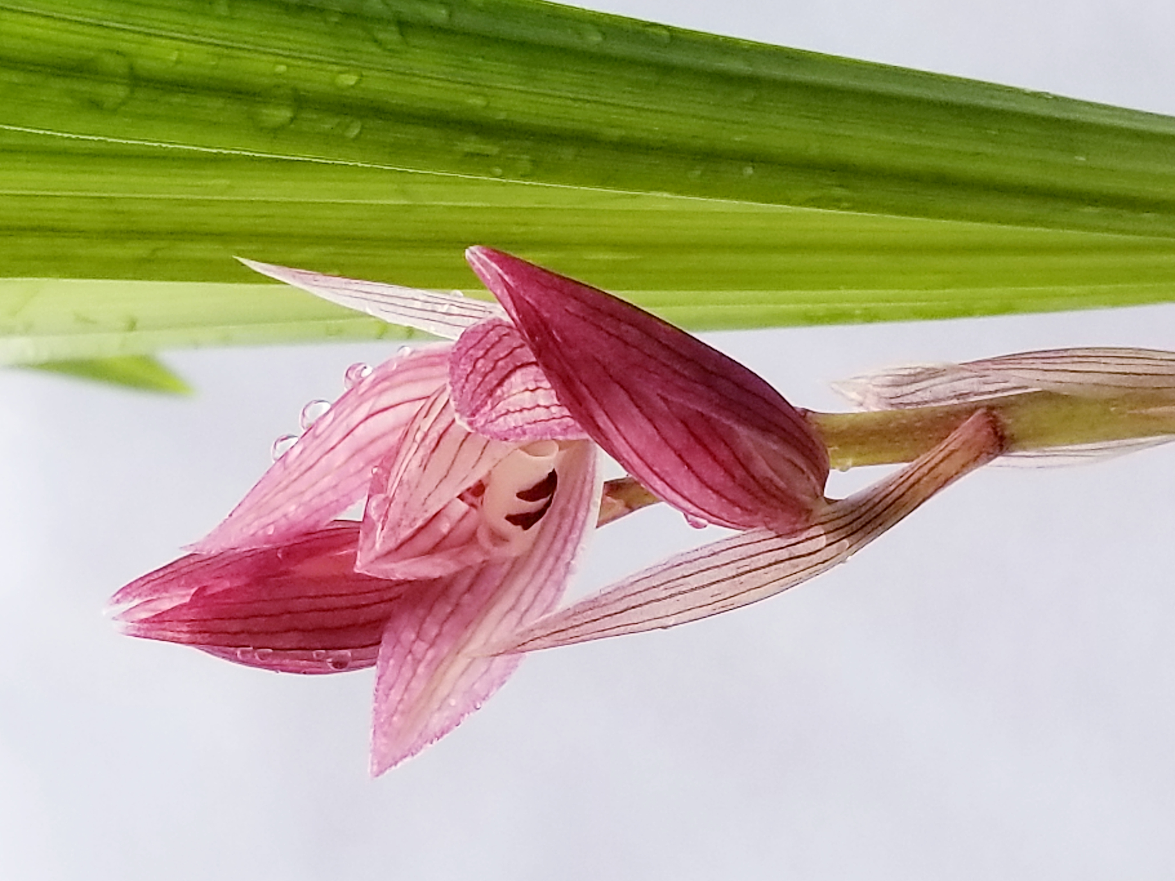 春剑春兰精品兰花一物一拍
