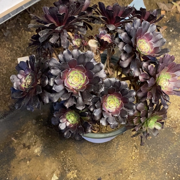 木***木铜壶多肉断头不包1726