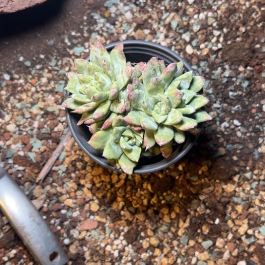 方**正谢谢姐姐～一物一拍7256