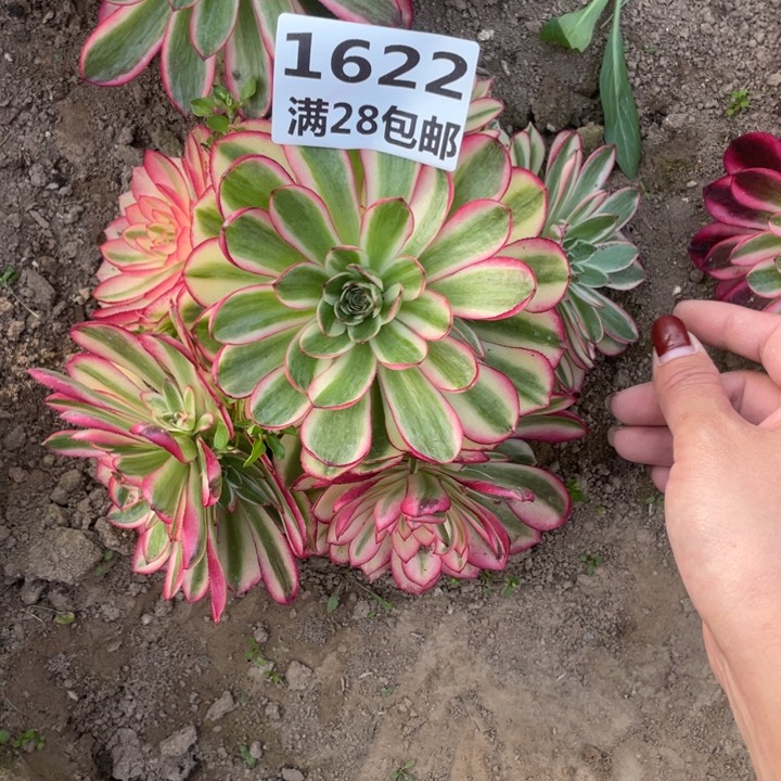 1622三号棚倾城多肉植物