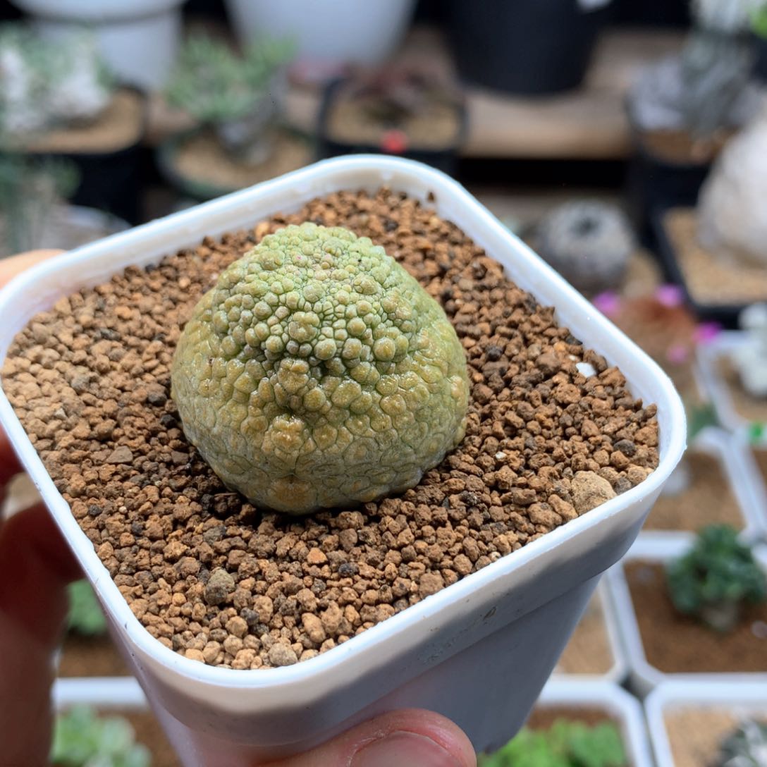 草莓体凝蹄玉母本脱土