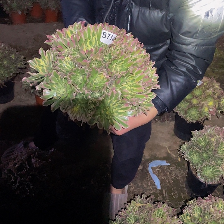 多肉法师714号大号白凤发货不包损