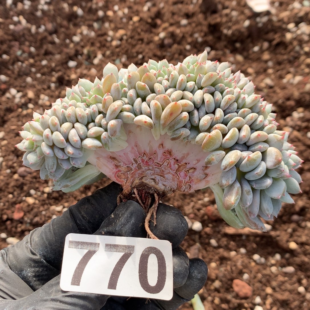 770号新疆西藏内蒙古不包邮  底切