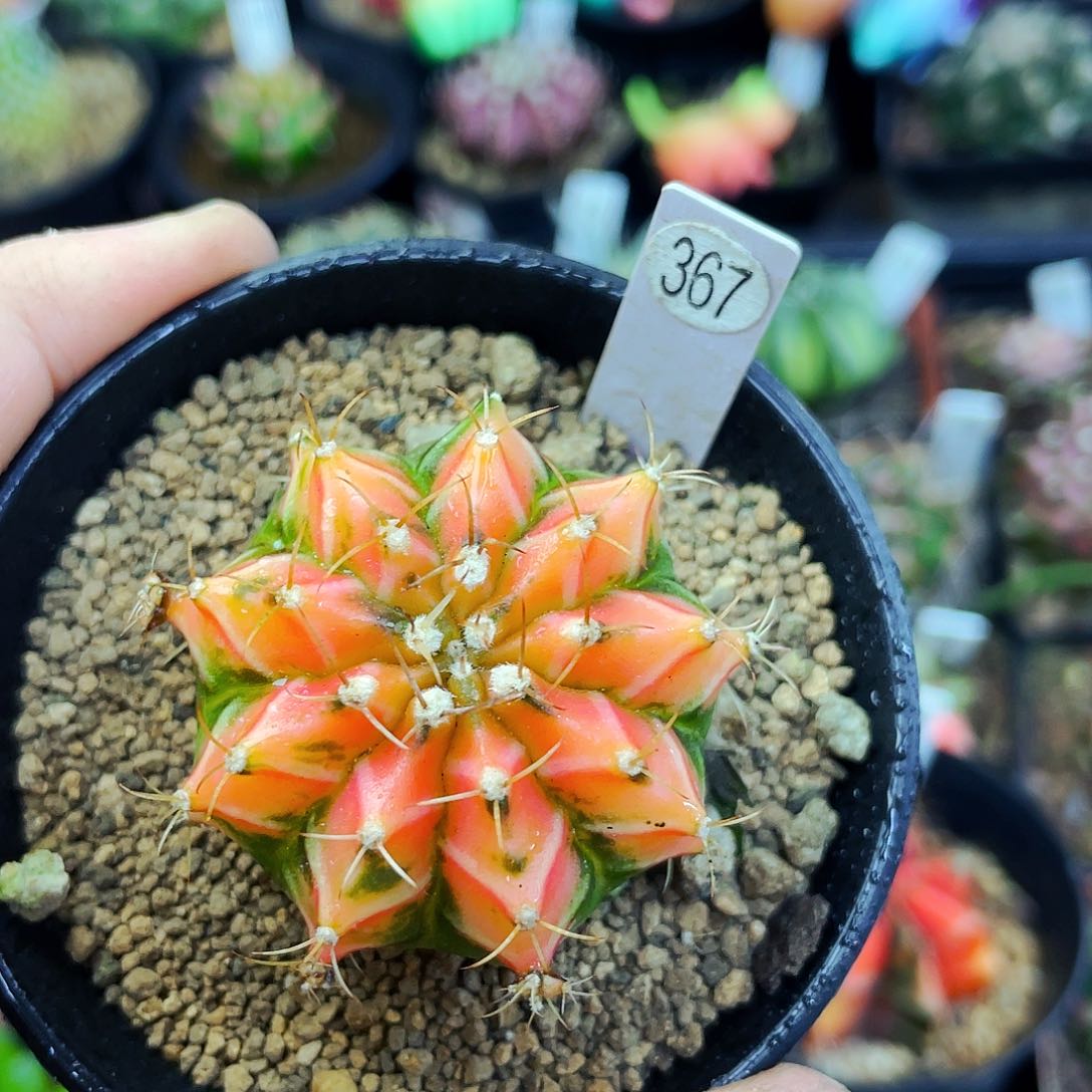 非偏远地区满25包邮仙人球