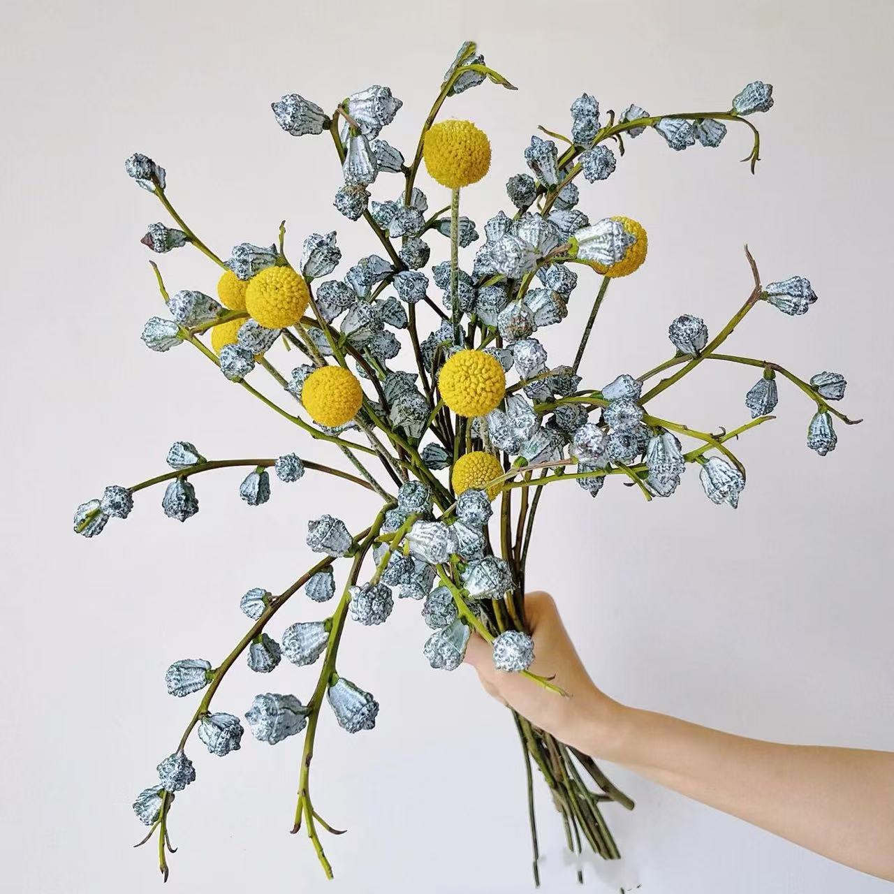  钻石尤加利果鲜切花 可做干花好养护