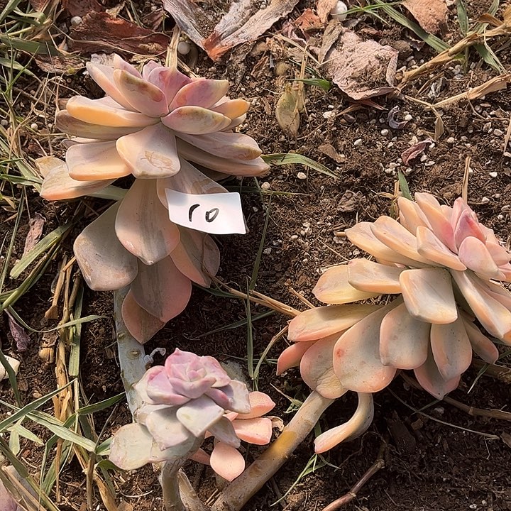 A*** 紫乐景10号多肉植物20