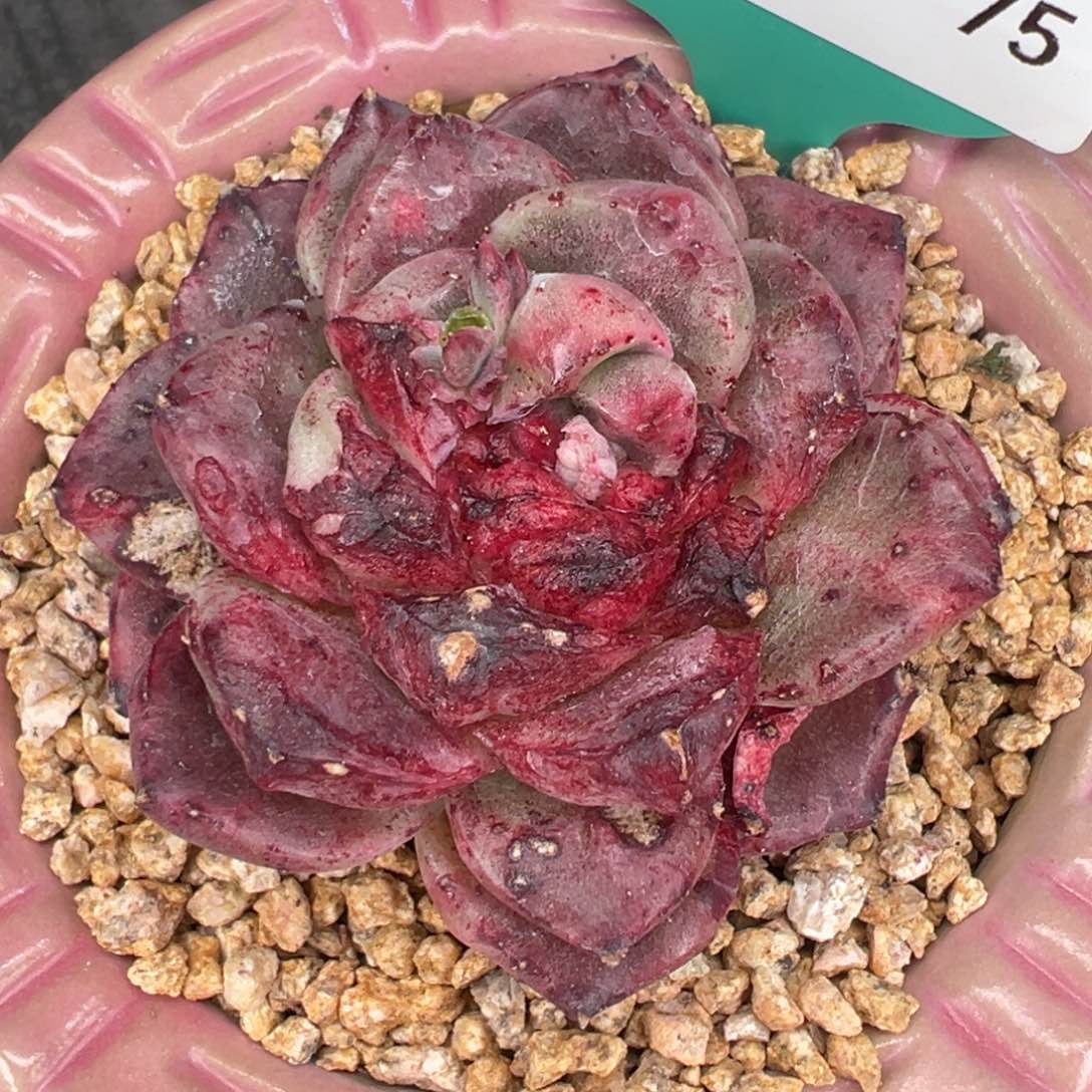 从前慢多肉精选编号0206.75