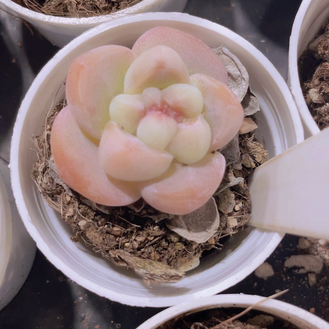 冰玉w049一物一拍