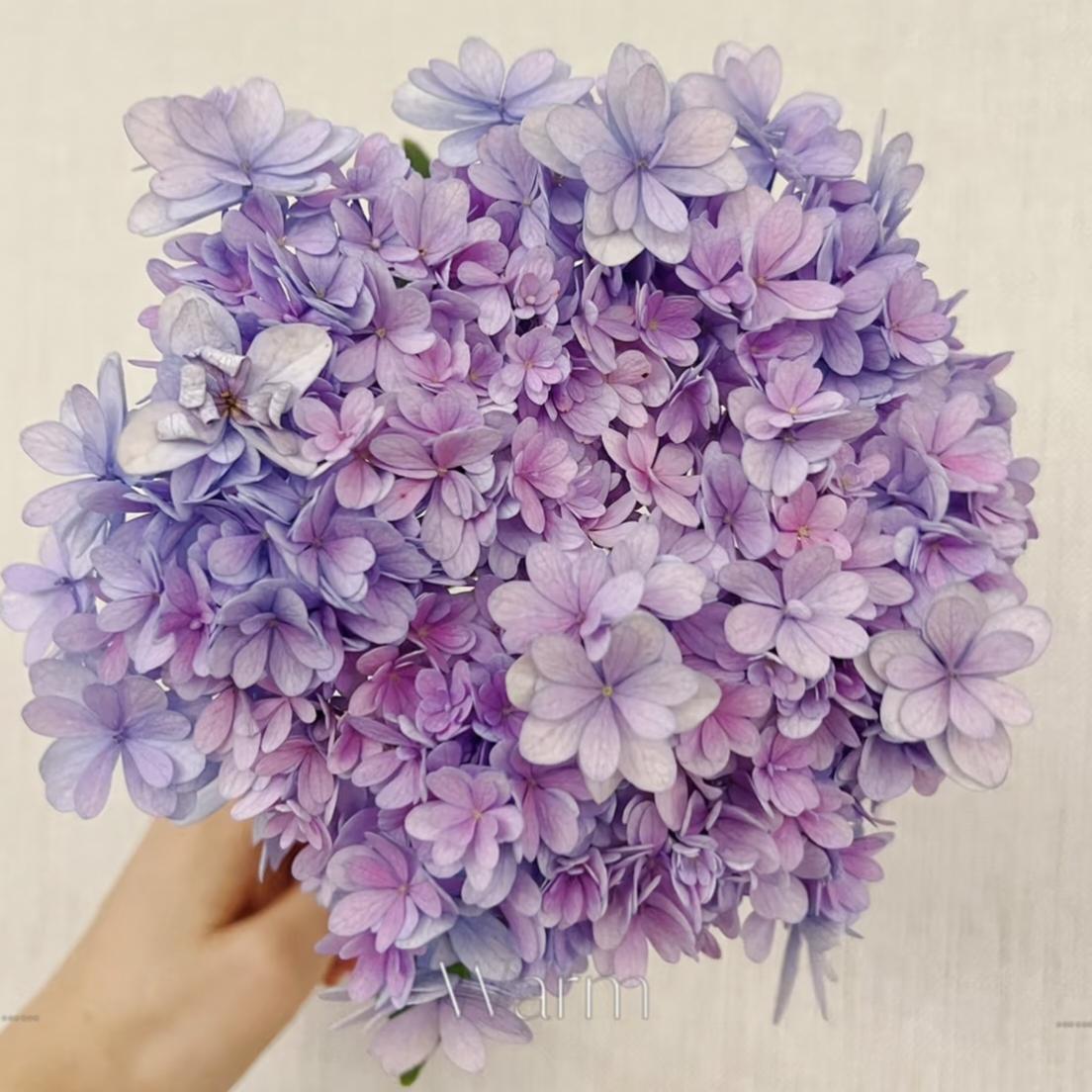 【绣球不选品】  原盆原土发货庭院阳台易养护