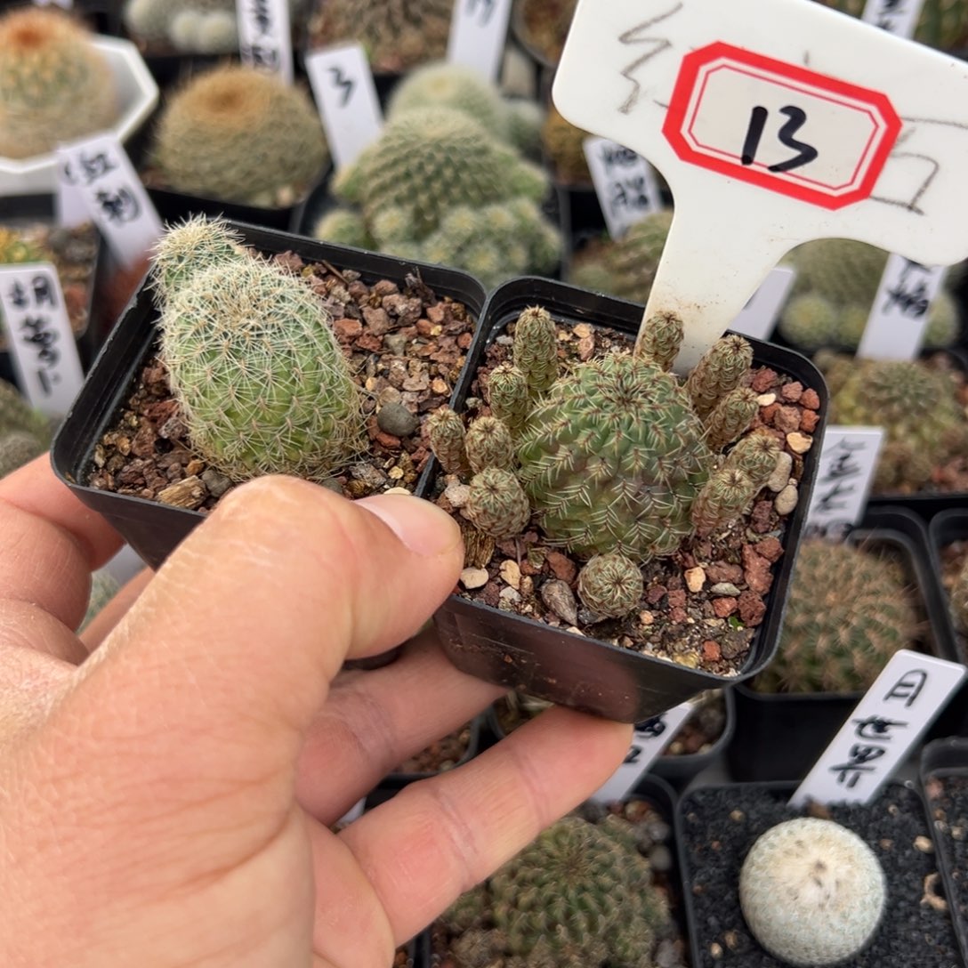 阿***珍13 2往事多肉园仙人球开花