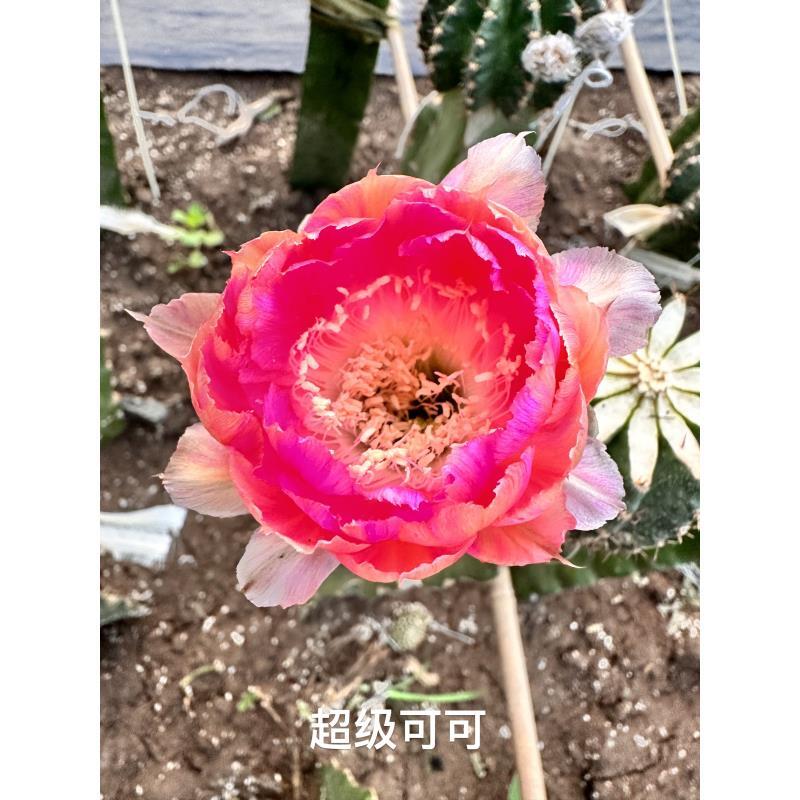 自根超级可可然彩草，尺寸以直播间为准，环境不同开花不同介意勿拍