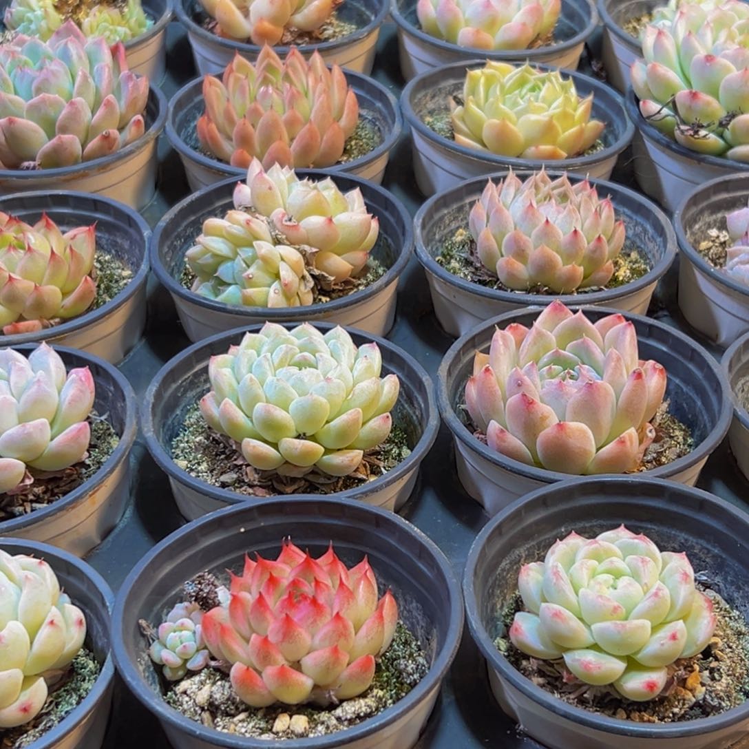 689多肉葡萄的味道是真的