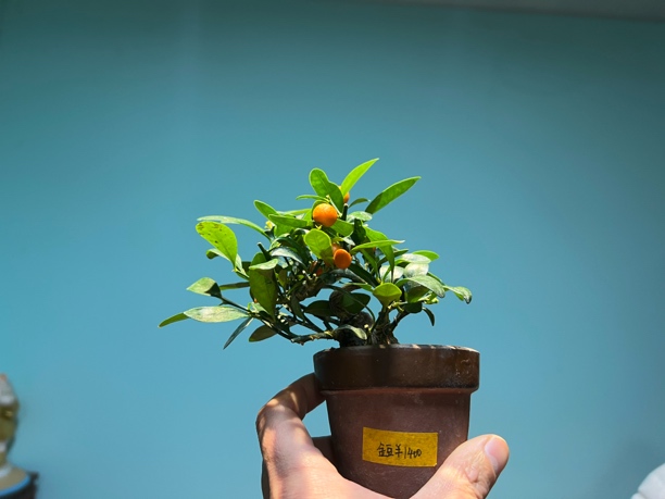 日本小品盆栽小豆子