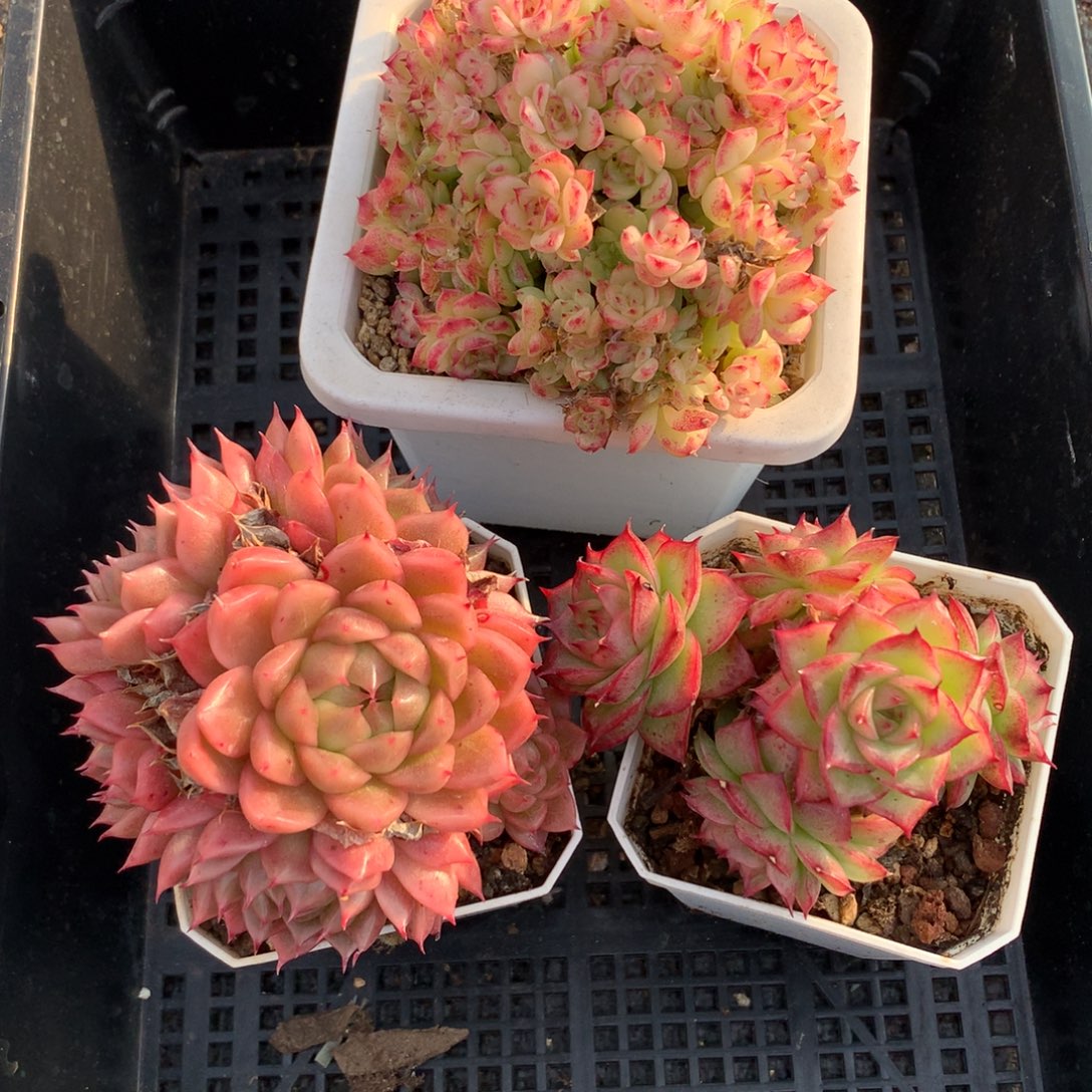 1127-75 套餐一组