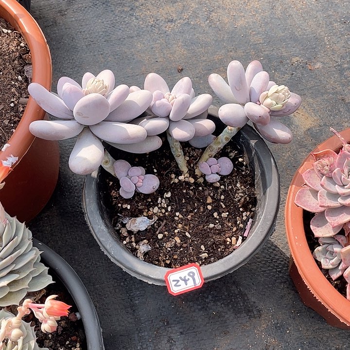 249鸡蛋美人 一物一拍多肉