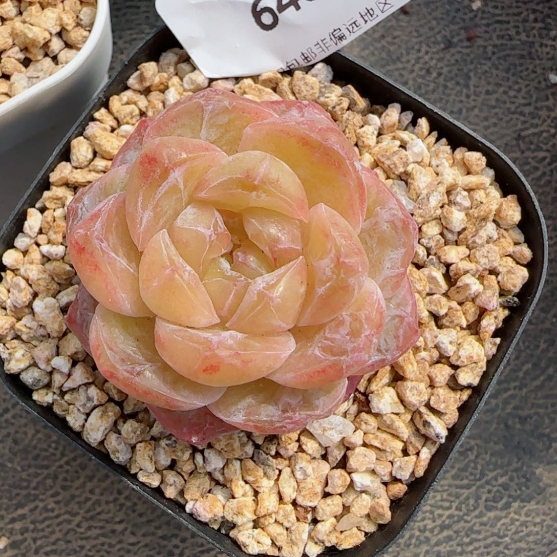 霜花石化，6467多肉植物