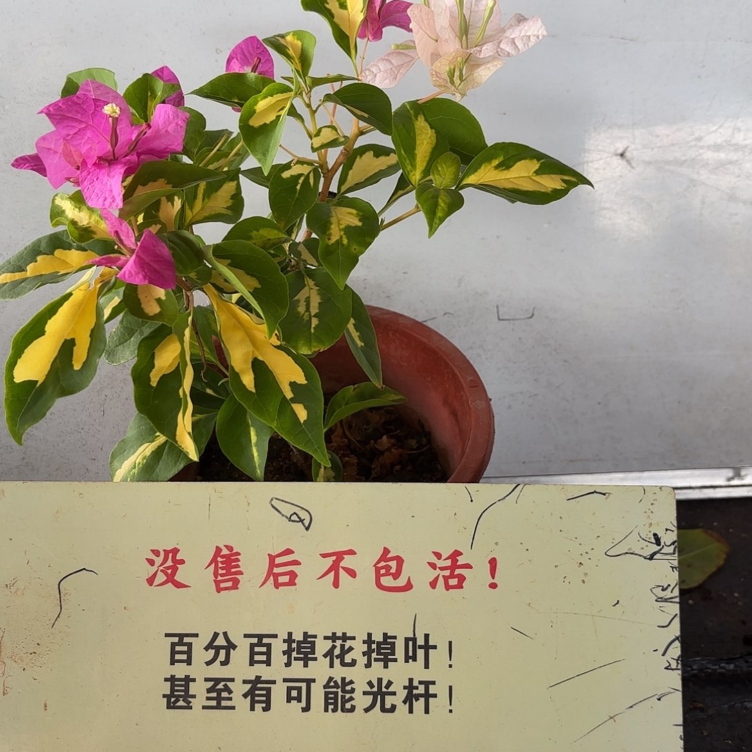 龙***当前无花栽培后可以开花金心双色
