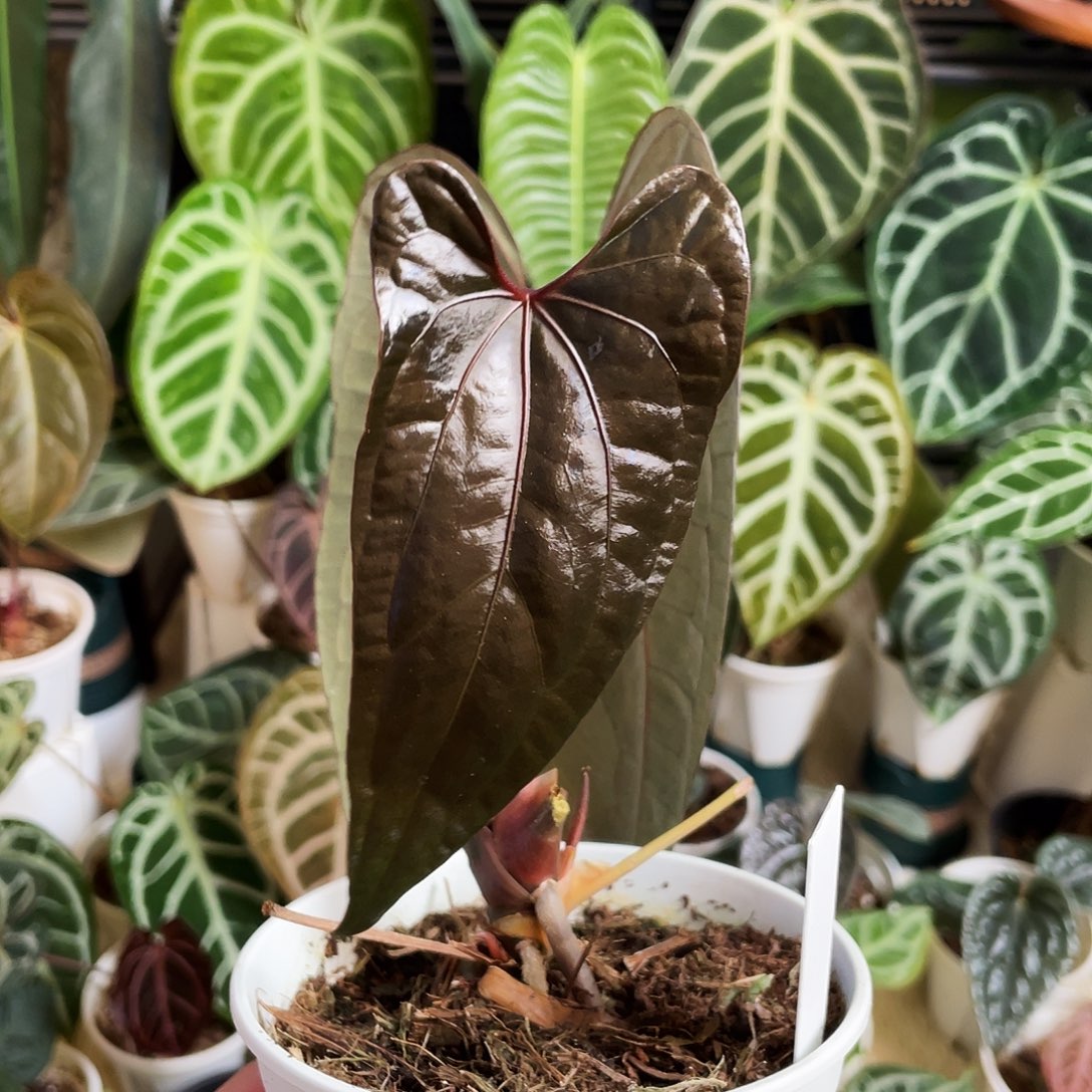 完全开放桃鸡花烛