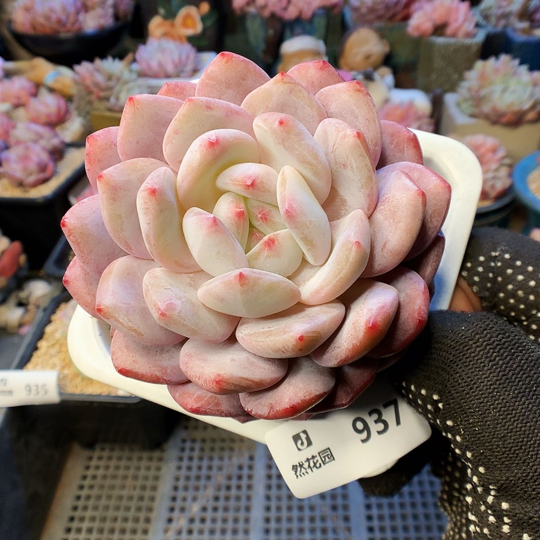 937雪天使多肉植物6666