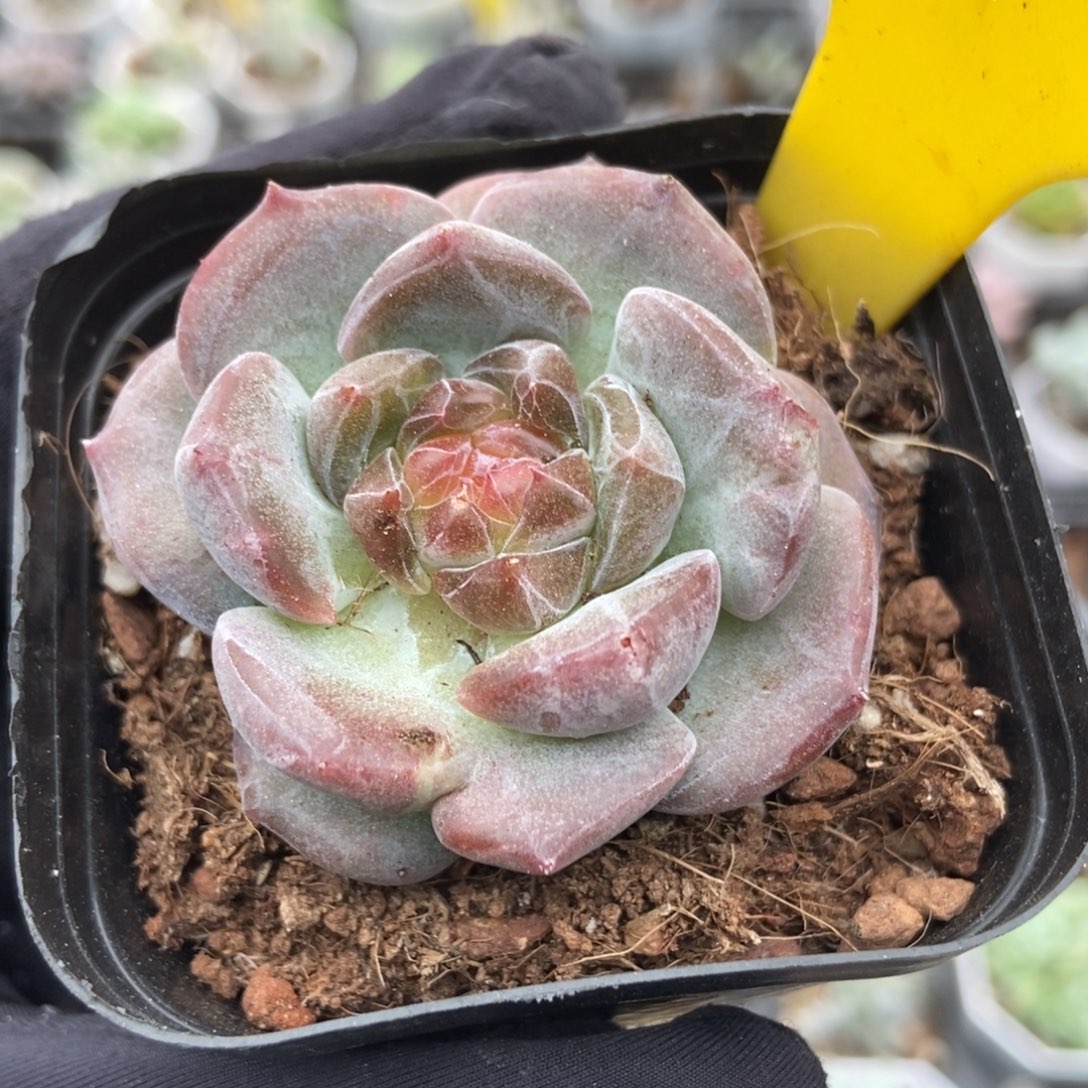 610溏心冰魄多肉植物