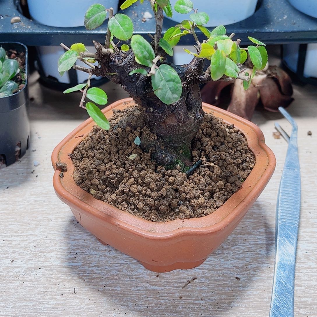好看的小花花新手好养