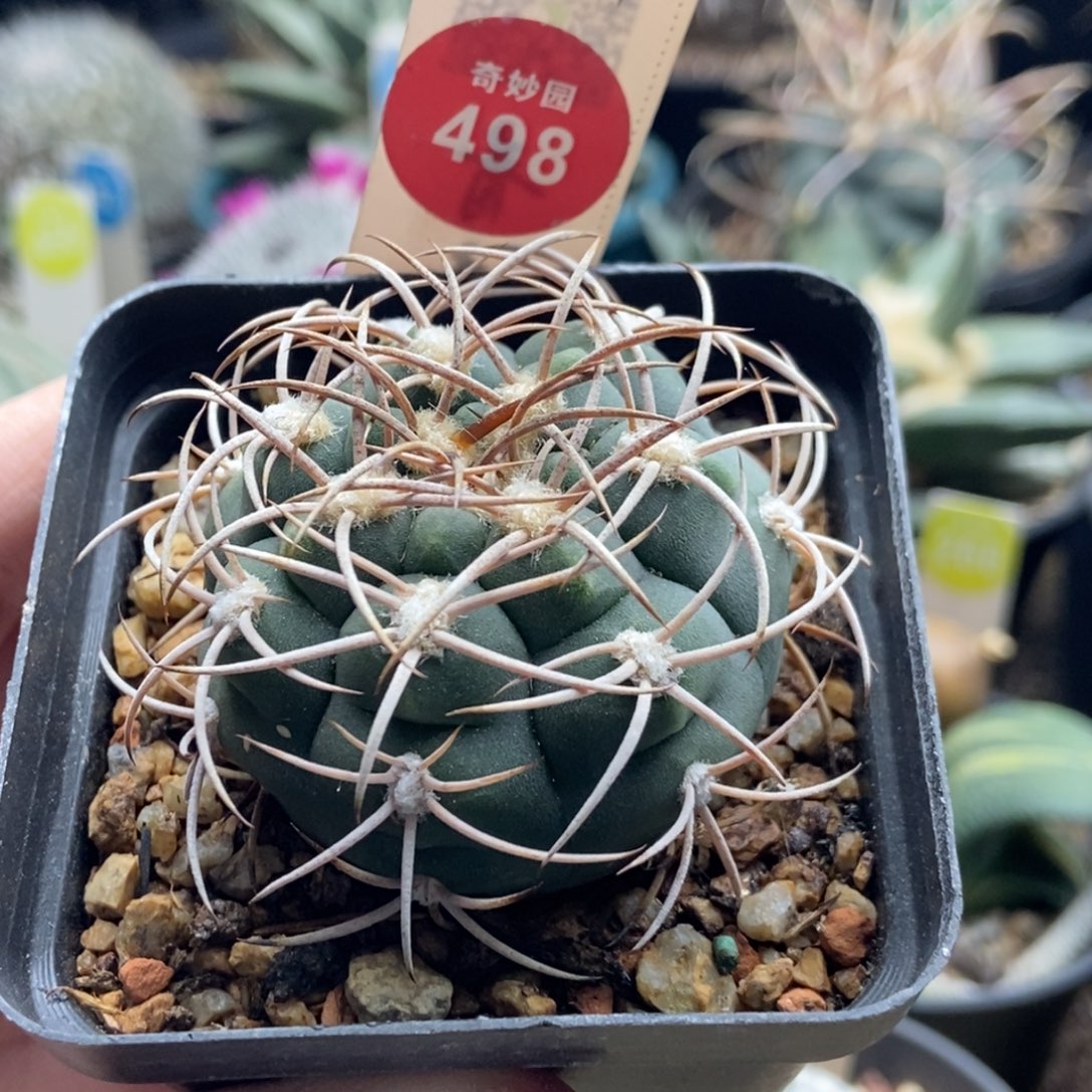 实生狂刺火东球4.8cm