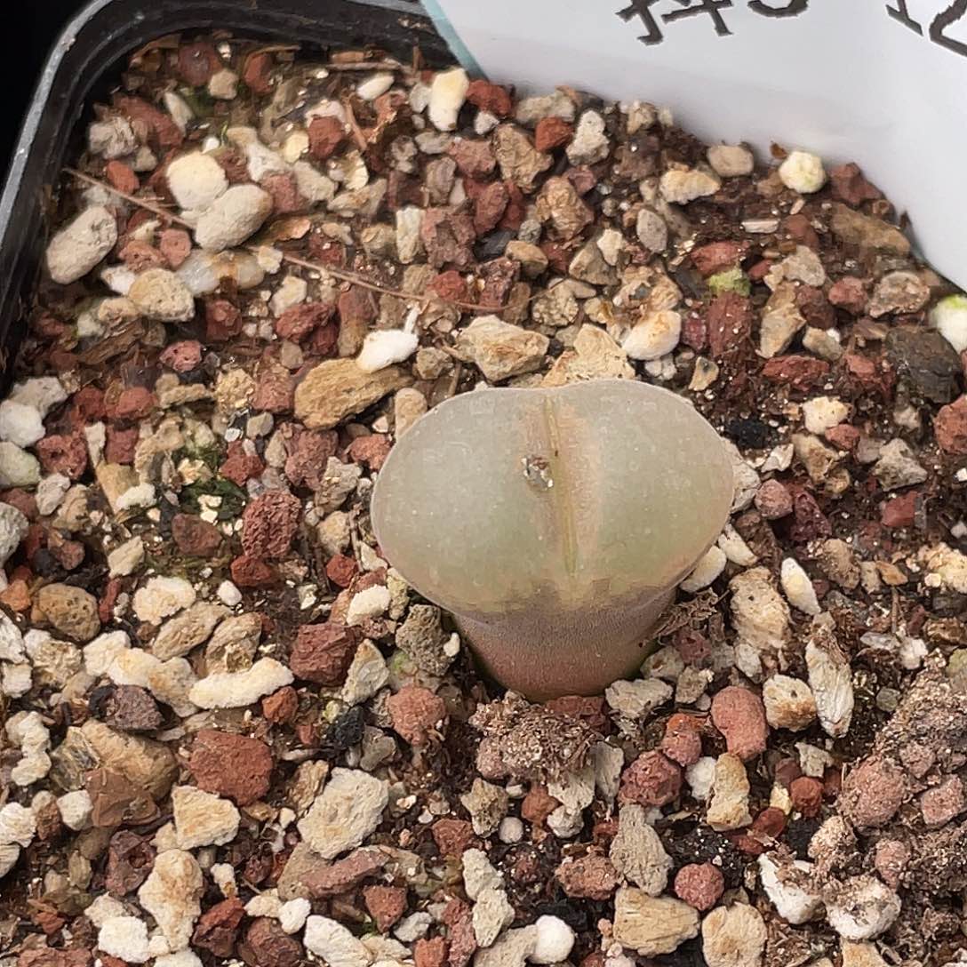 青***椒3-121肉锥多肉植物