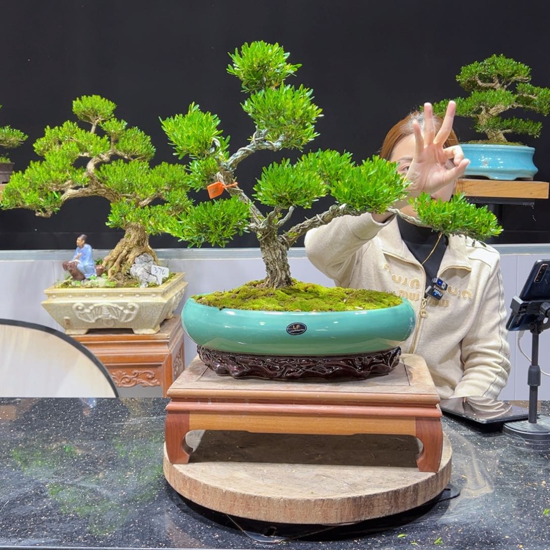 四季常青老桩黄杨盆景