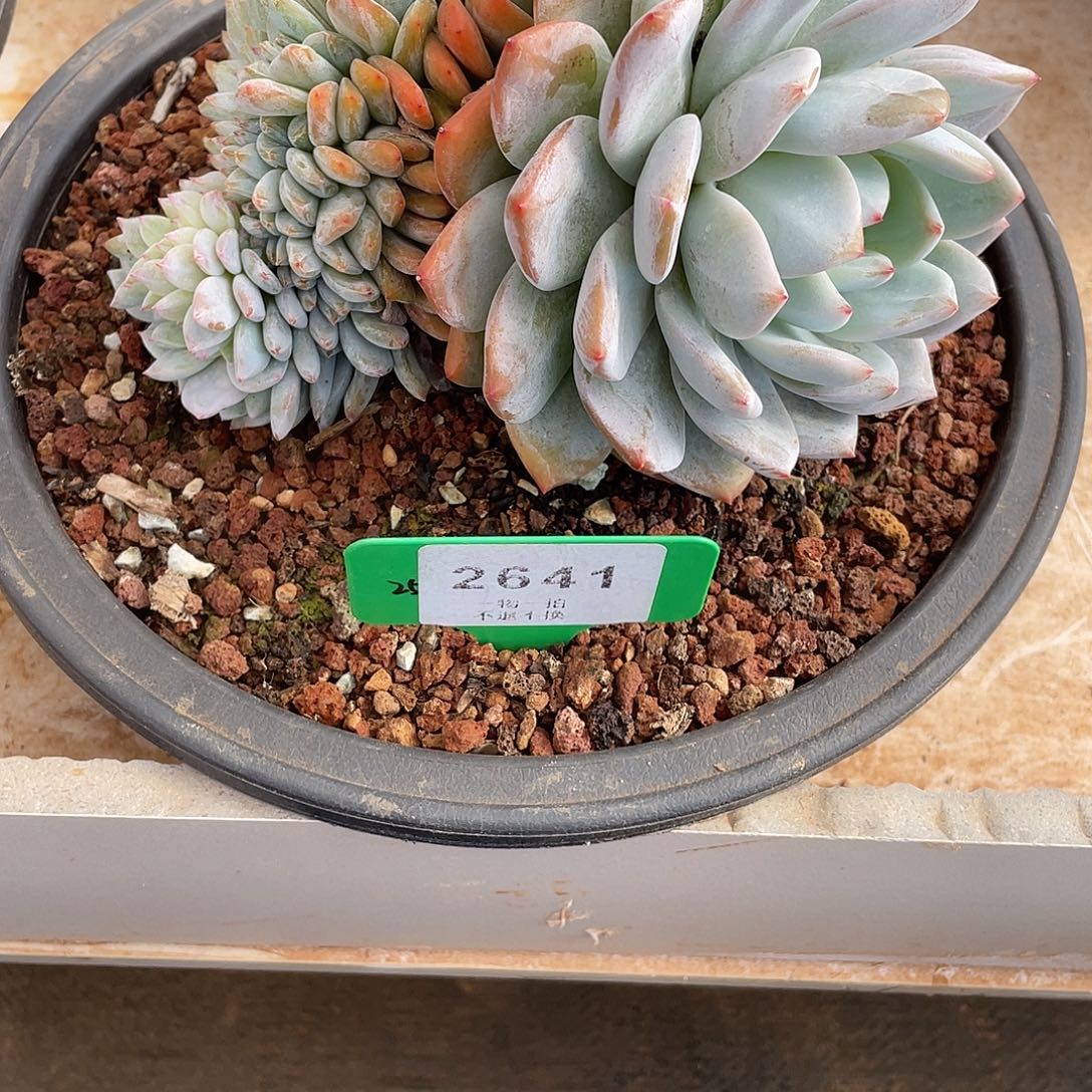 跳***虫橙子多肉缀化2641号