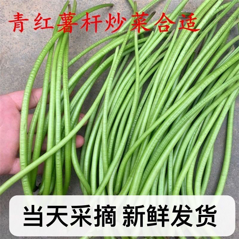 江苏农家自种地瓜梗红薯纯天然绿色杆子新鲜采摘包邮