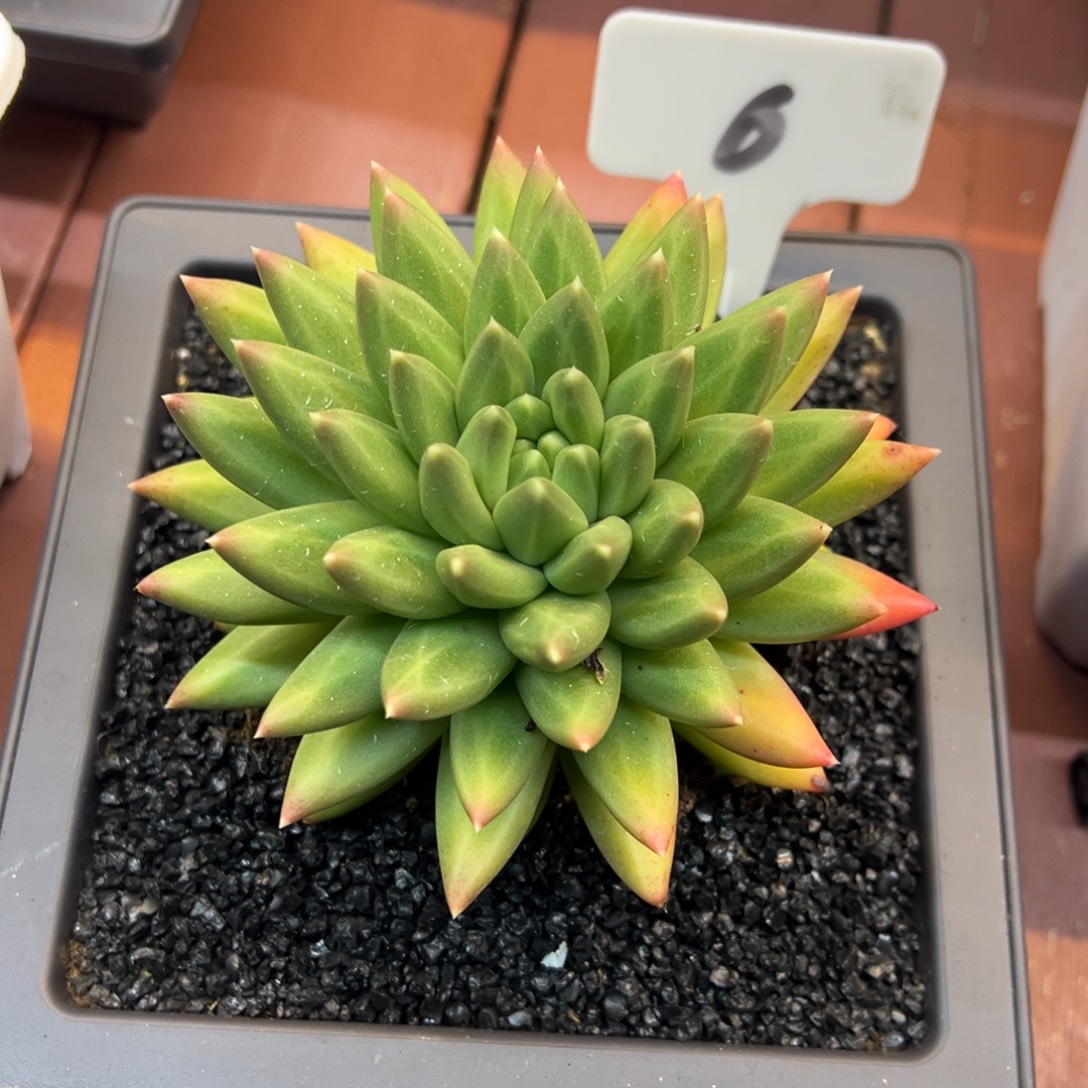 6多肉植物一物一拍