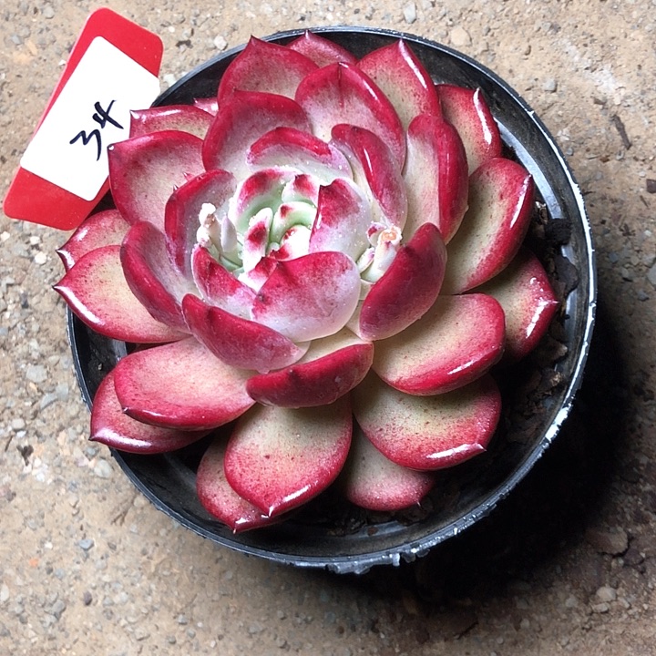 风**雨34/////////////////////