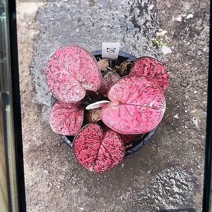 20-0225彩叶芋泰国发货