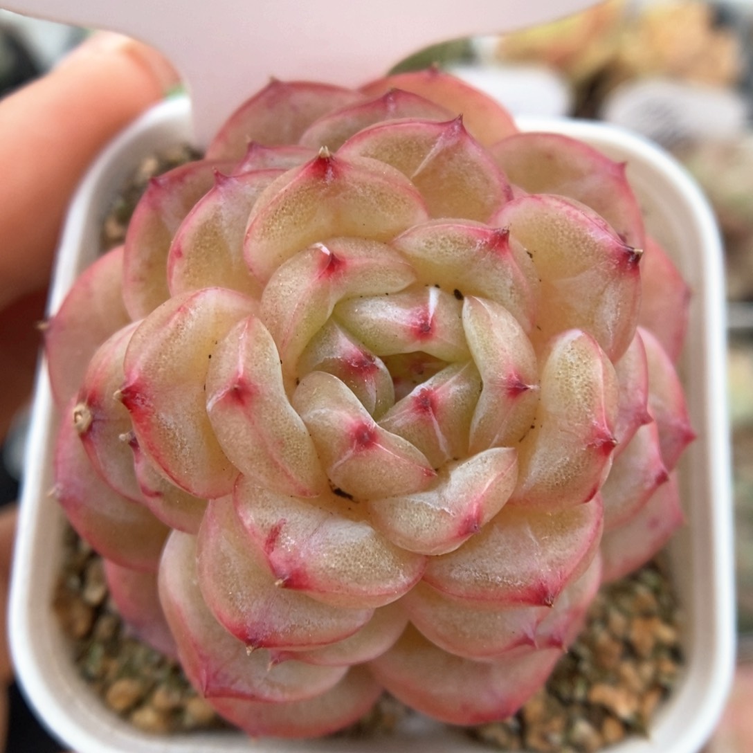 熊猫珍妮叠叶可拍4401号